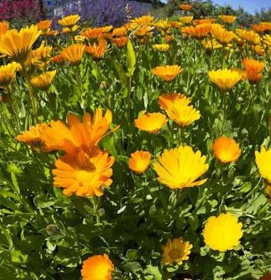 Ringelblume - Calendula officinalis