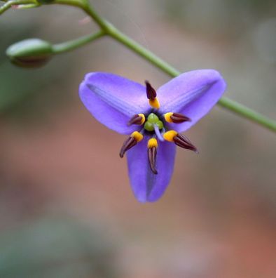 Flachslilie Coolvista 20-30cm - Dianella revoluta