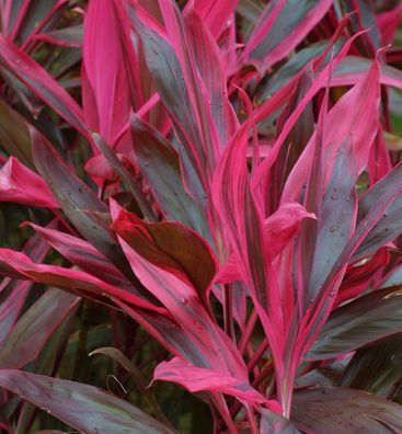 Keulenlilie Paso Doble - 2 bis 4 L Topf - Cordyline australis