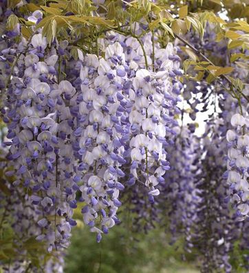 Chinesischer Blauregen 60-80cm - Wisteria sinensis