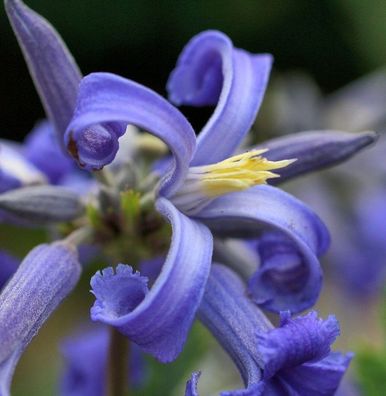 Staudenclematis Cote d Azur - Clematis heracleifolia