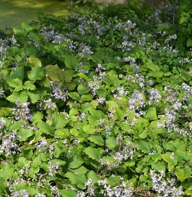 Staudenclematis Praecox - Clematis jouiniana