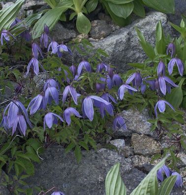 Alpen Waldrebe 100-125cm - Clematis alpina