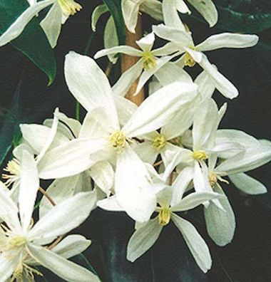 Immergrüne Duft Waldrebe 100-125cm - Clematis armandii