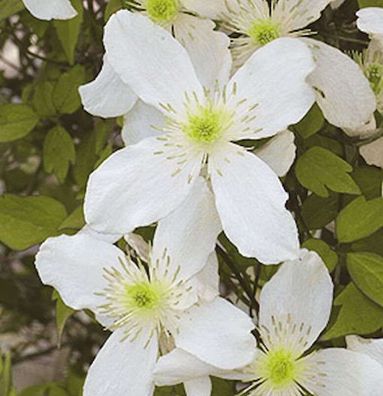 Immergrüne Duft Waldrebe Early Sensation 40-60cm - Clematis