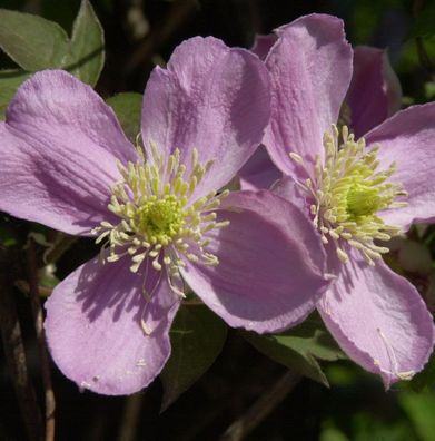 Berg Waldrebe Fragrant Spring 40-60cm - Clematis montana