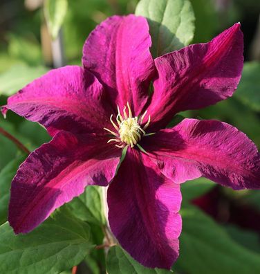 Waldrebe Niobe 40-60cm - Clematis