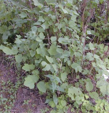 Stauden Clematis - Clematis heracleifolia