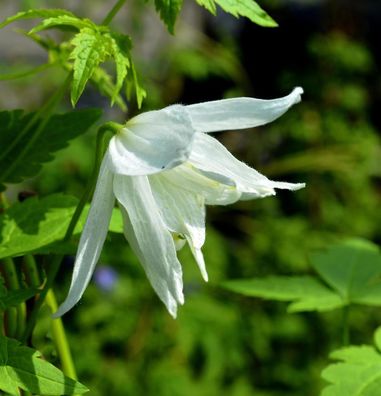 Immergrüne Duft Waldrebe Snowdrift 60-80cm - Clematis