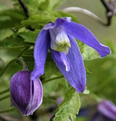 Alpen Waldrebe Frances Rivis 100-125cm - Clematis alpina