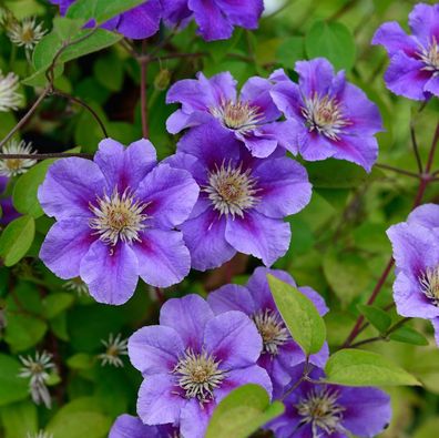 Waldrebe Rhapsody 60-80cm - Clematis