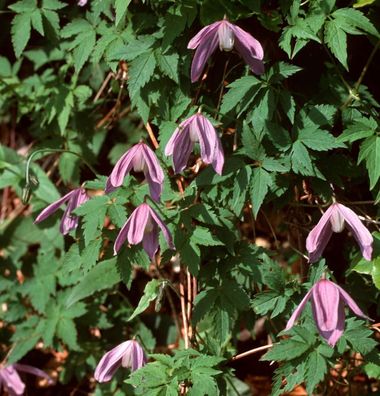 Waldrebe Propertius 60-80cm - Clematis koreana