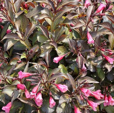 Weigelie Alexandra® 80-100cm - Weigela florida