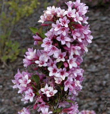 Weigelie Rosea 60-80cm - Weigela florida