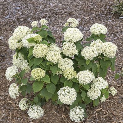 Zwerg-Hortensie Bianchetta 20-30cm - Hydrangea arborescens