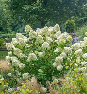 Zwerg-Hortensie Limetta 30-40cm - Hydrangea arborescens