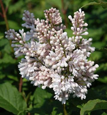 Edelflieder Miss USA - Kircher-Collection 80-100cm - Syringa hyacinthiflora