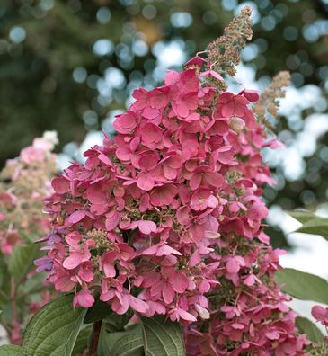 Rispenhortensie Little Rosy 40-60cm - Hydrangea paniculata