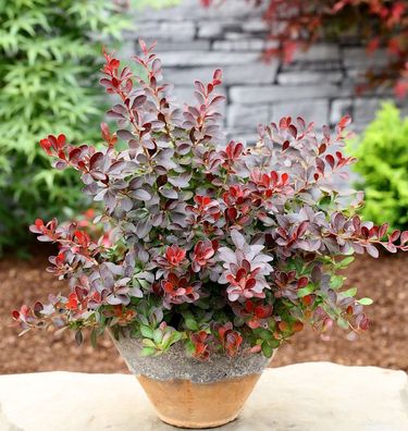 Kleine Blutbeberitze 20-25cm - Berberis thunbergii Atropurpurea Nana