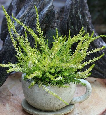 10x Besenheide David Hagenaars - Calluna vulgaris