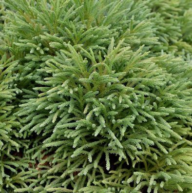 Japanische Sicheltanne Dinger 15-20cm - Cryptomeria japonica