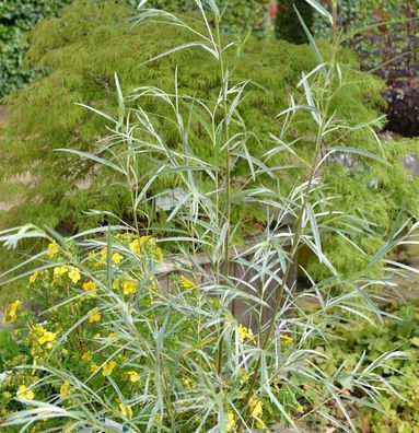 Koyoten-Weide 60-80cm - Salix exigua