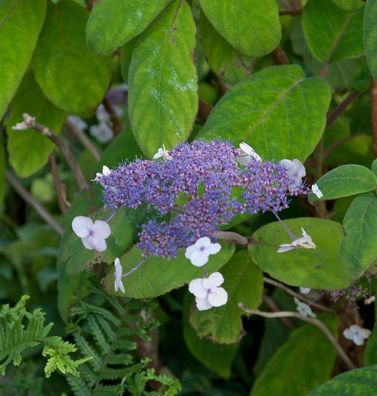 Japanische Zwerg Hortensie 40-60cm - Hydrangea involucrata