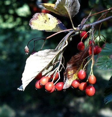 Echte Mehlbeere 125-150cm - Sorbus aria