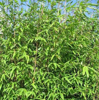 Wickinger Gartenbambus 125-150cm - Fargesia hybrid