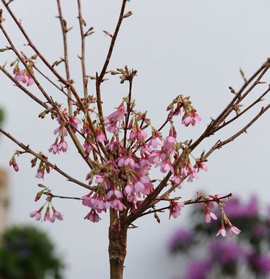 Zierkirsche Okame 125-150cm - Prunus Okame