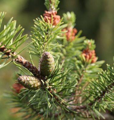 Banks Kiefer Arktis 80-100cm - Pinus banksiana