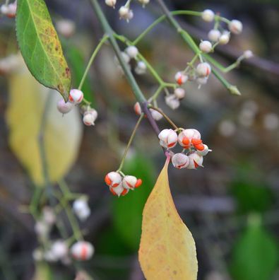 Kriechspindel Vegetus 30-40cm - Euonymus fortunei