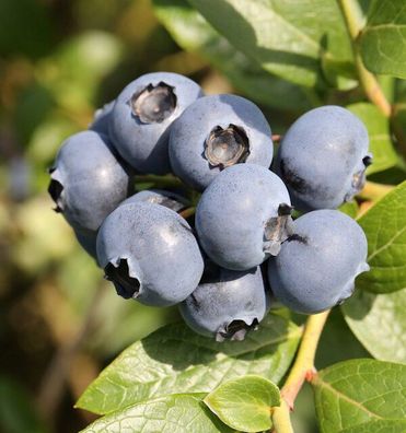 Heidelbeere Berkeley 100-125cm - Vaccinium corymbosum