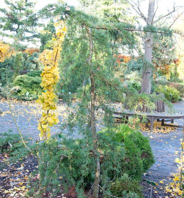 Hänge-Himalaya Zeder 125-150cm - Calocedrus deodara