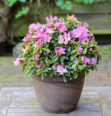Japanische Azalee Negligee® 25-30cm - Rhododendron obtusum - Zwerg Alpenrose