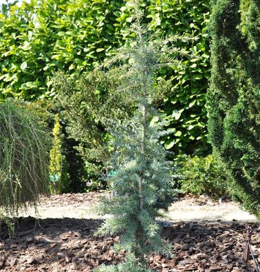 Himalaya-Zeder Karl Fuchs 60-80cm - Cedrus deodara