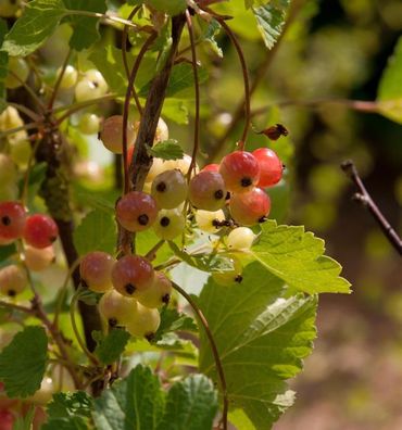 Rote Johannisbeere Rolan 40-60cm - Ribes rubrum