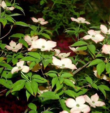 Hartriegel Blooming Pink Tetra 40-60cm - Cornus kousa
