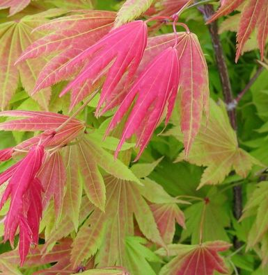 Japanischer Goldahorn Autumn Moon 100-125cm - Acer shirasawanum