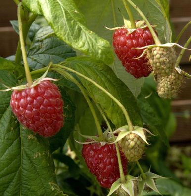 Himbeere Preussen II - Rubus idaeus