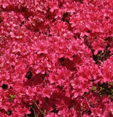 Japanische Azalee Majas Rubin 30-40cm - Rhododendron obtusum - Zwerg Alpenrose