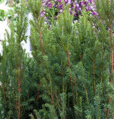 Becher Eibe Rising Star 20-25cm - Taxus media