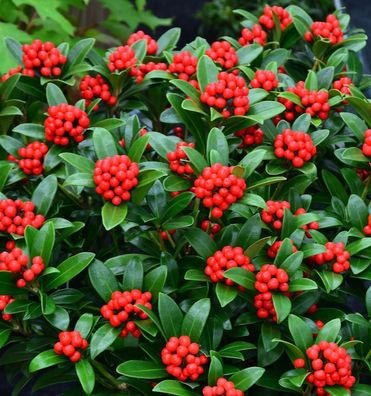 Japanische Skimmie Neuer Typ 25-30cm - Skimmia japonica