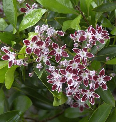 Großer Berglorbeer Galaxy 30-40cm - Kalmia latifolia
