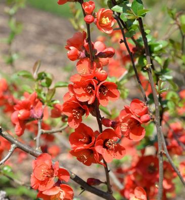 Zierquitte Etna 30-40cm - Chaenomeles