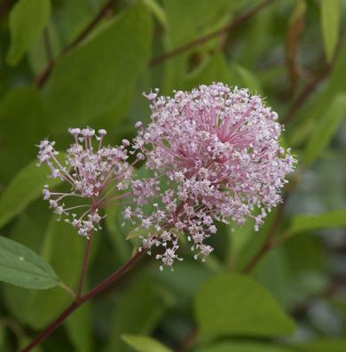 Säckelblume Perle Rose 60-80cm - Ceanothus pallidus