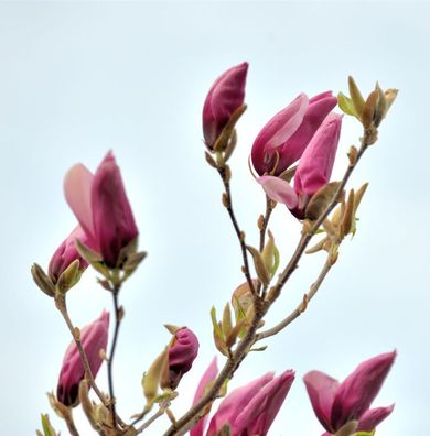 Magnolie Jane 60-80cm - Magnolia