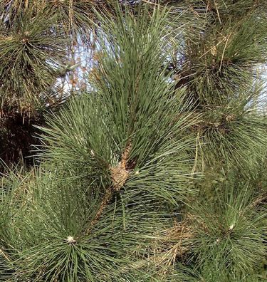 Zwerg-Schwarzkiefer Richard 25-30cm - Pinus nigra