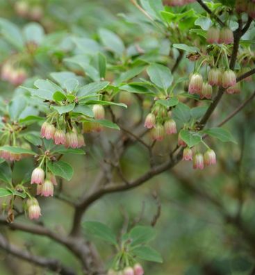 Prachtglocke Wallaby 40-60cm - Enkianthus campanulatus