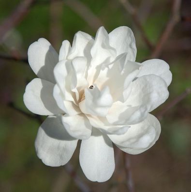 Magnolie Picards Snow Queen 100-125cm - Magnolia